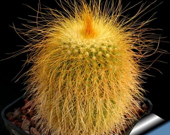 Parodia leninghausii / 10 seeds (Golden Ball, Lemon Ball)
