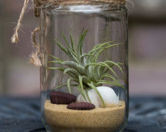 Air Plant Garden Jar Terrarium Handmade Unique Gift
