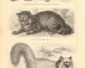 1896 Domestic Cats, Egyptian Cat, Housecat, Domestic Longhaired Cat Original Antique Engraving to Frame