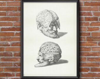 Old vintage Illustrations of human anatomy-Brain Anatomy-medical Prints 2