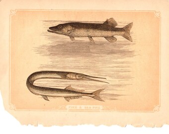 ANTIQUE BOOK PLATES, 3, Fish, Pike, Carp, Salmon, Trout, from Natural History Book, collected by junqueTrunque