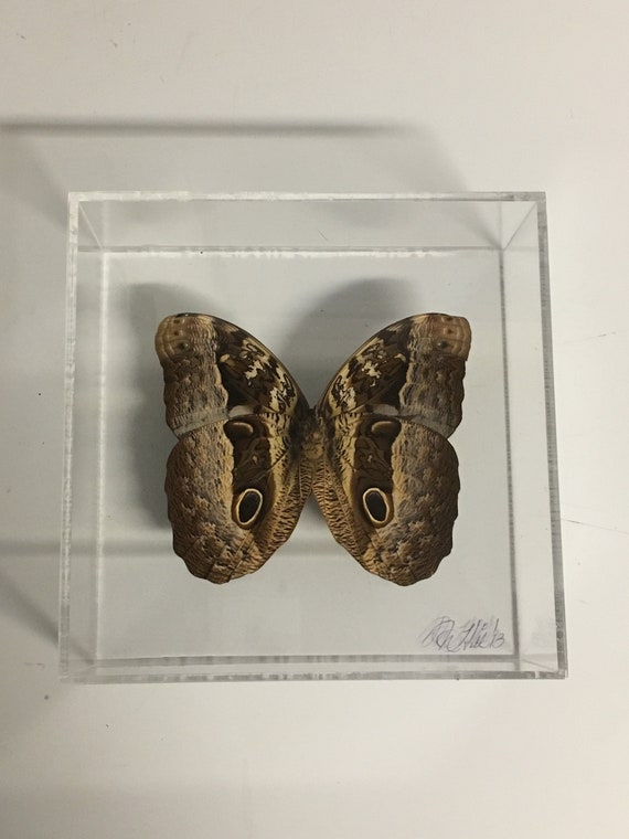Ulysses the Hero - One of a kind real butterfly panel