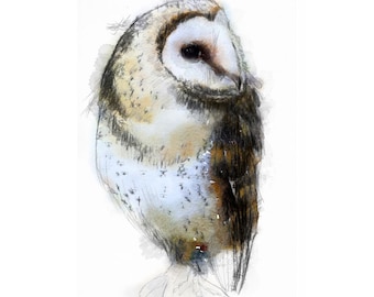 Barn owl | Limited edition fine art print from original drawing. Free shipping.