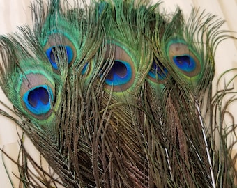 Peacock Feathers Cruelty Free Humane Naturally Molted Real Feathers #c18