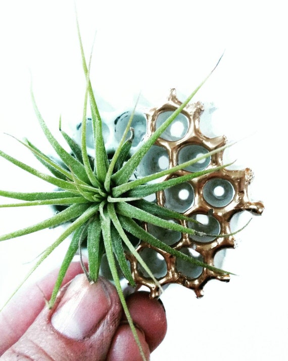 1 Honeycomb Magnet/Air Plant magnet/Honeycomb decor/Air Plant Holder/Air Planter/Concrete Planter/Bridesmaid Gift/Honeycomb/Office Planter