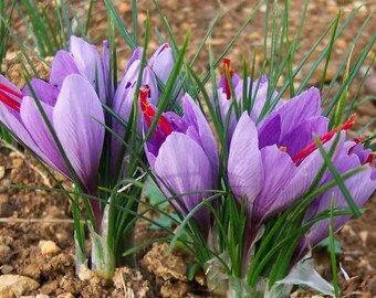 40pcs Saffron Bulbs Crocus Sativus Small Size Bulbs Fall Blooming *Grow Your Own Safron* (US ONLY)