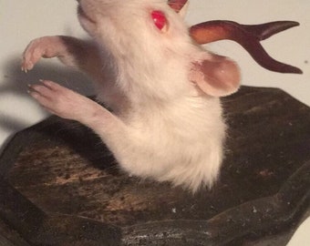 Weird Taxidermy-"Jackalope Rat"