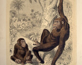 Beautiful handcoloured engraving of monkeys gorillas 1860