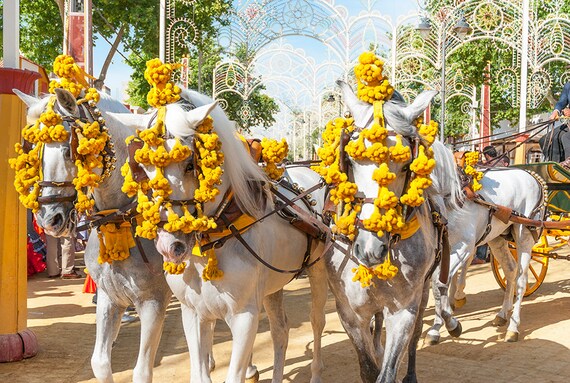 The Jerez Horse Festival,white horses,horse prints,equine prints, limited edition print, Spanish Horses