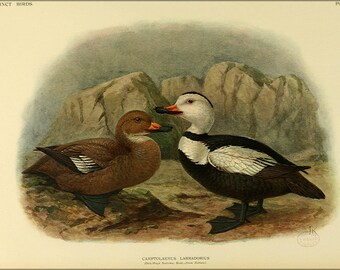 Poster, Many Sizes Available; Extinct Birds C1907; Labrador Duck
