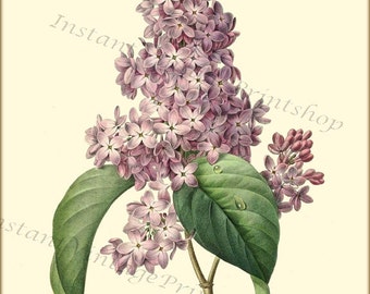 LILAC Redoute Vintage Botanical 8x10 digital download