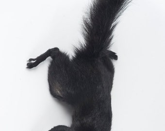 Taxidermy Black Squirrel Wall Mount