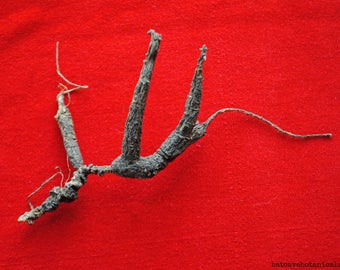 Wild American Ginseng Roots (6 g) #2015-13a. Superior, Dry, NC Certified, Xi Yang Shen Herbal Tonic