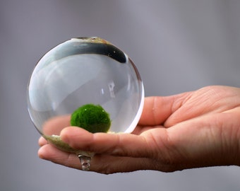 Marimo Terrarium // Japanese Moss Ball Aquarium // Miniature Footed Bud Vase Container // Home Decor // Office Gift