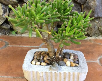 Concrete flowerpot for interior and exterior decoration