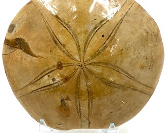 Sea Urchin Fossil ~ Sand Dollar ~ Madagascar ~ 167g