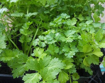 Cilantro seeds - Herb seed, Coriander seed, Culinary herb, Mexican herb, Asian herb, Indian herb, Organic Cilantro, Organic Coriander seed
