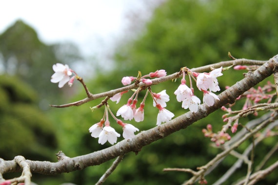Cherry Blossoms II--matted and framed photo