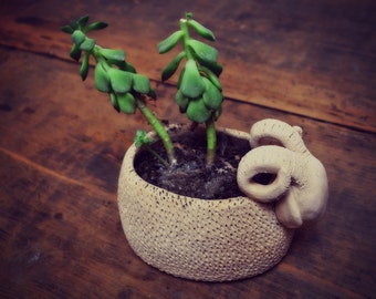 Capricorn vase with plant fat