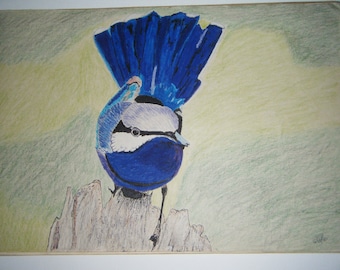 Huckelbeery Flynn the Fairy Wren