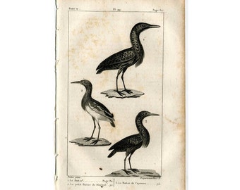 1817 bittern shore birds original antique bird engraving - water birds - le butor