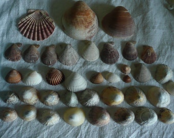 Lot sea shells various sizes - empty sea shells - real find French beach - idea decoration, theme sea, diy seashells