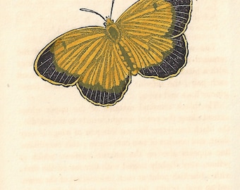 The Nicippe Butterfly (USA). Antique engraving with original hand-colouring, circa 1832