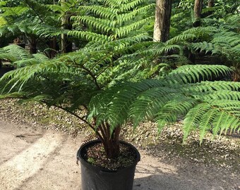 Australian Tree Fern aka Alsophila australis Live Plant Fit 5 Gallon Pot - Fz