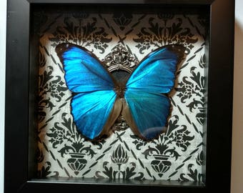 REAL Framed Morpho Menelaus from South America
