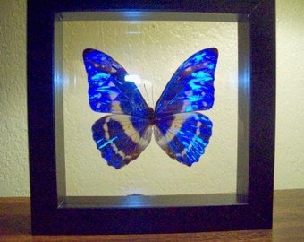 Morpho Cypris Butterfly