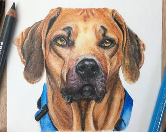5x7 Custom Pet Portrait / Custom Dog Portrait / Colored Pencil