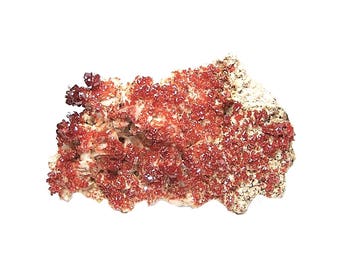 Vanadinite Red Orange Crystals on White Barite Rock matrix Geo Mineral Specimen, African Gem, Sparkly Earth Treasure, Large