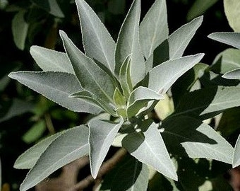 Sacred White Sage, Salvia apiana, 25 Seeds, smudge sticks, fragrant shrub, easy desert native, drought tolerant, honeybee favorite