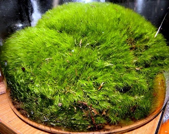 fresh gorgeous cushion moss mood moss 1 gallon ziploc