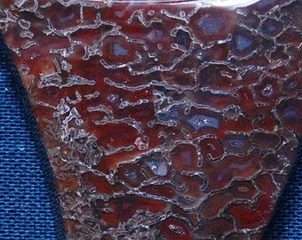 Dinosaur Bone Lot1, 33 mm x 48 mm
