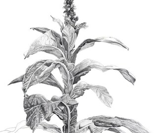Mullein Pencil Drawing, Digital image, for homemade art, craft or writing including Internet publication