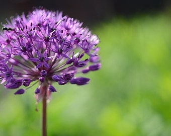 Lilac Fragrance Oil - 1 pound