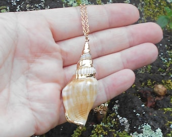 Sea Shell Necklace, Gold Trimmed Shell Necklace, Beach Jewelry, Shell Necklace, Sea Shell, Shell Necklace, Beach