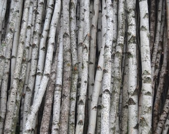 White Birch Poles/Logs Two Poles/logs 1" to 2" D x 4 ft