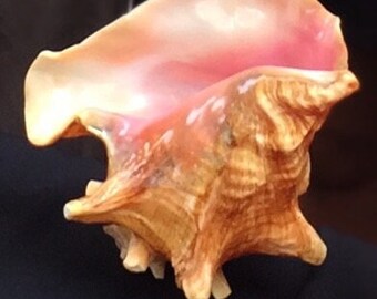 Pink Conch Shell Horn