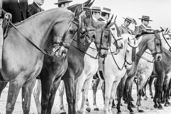 Horse Prints, "The Line Up", Spanish Horses, Travel Prints,Equine Prints, Black and White Prints, Cowboy Prints, Equestrian Prints