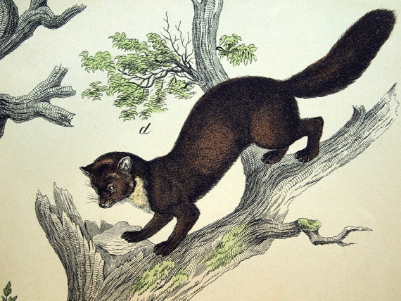 Antique Print of Mongoose, Martens, Polecat, and Genet - 1889 Large Chromolithograph