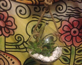 Hanging succulent terrarium