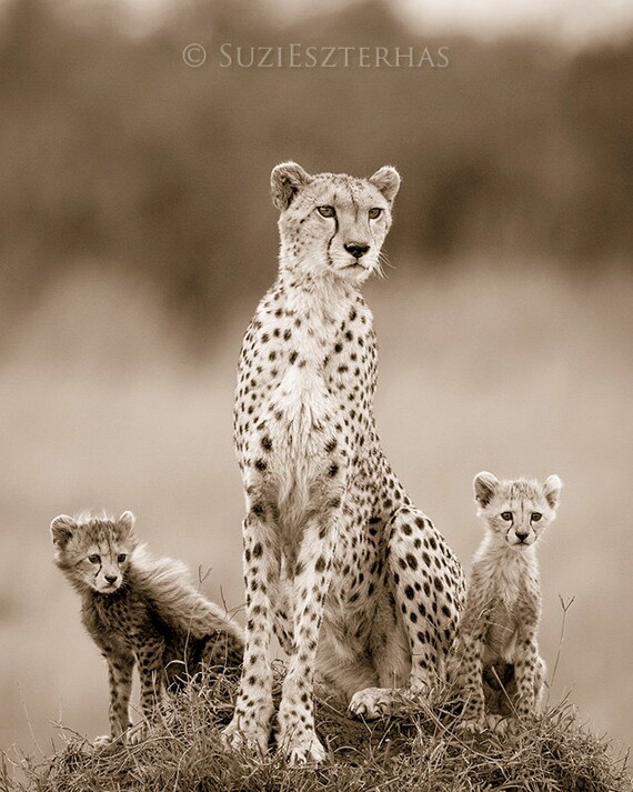 Mom and Baby Animal Photography Cheetah Mother & Babies