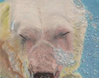 Polar Bear Print 5 x 7 or 8 1/2 × 11 From Original Pencil Art