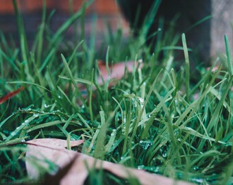 Few Dew Drops Print