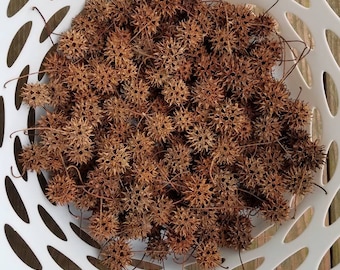 200 All Natural Sweetgum Tree Ball Seed Pods, for Crafting, Decor, and Gifts