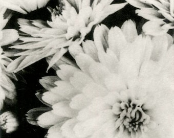 Mums. Black and white photogravure. Nature print.