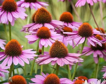 Echinacea, Purple Coneflower Heirloom Seeds - Non-GMO, Open Pollinated, Untreated, Flower Seeds, Wildflower, Native Seeds