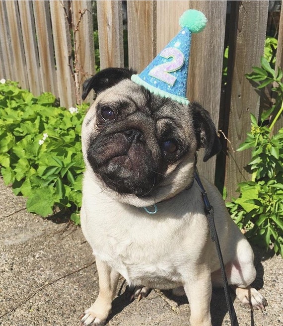Dog Party Hat || Dog Hat || Animal Hat || Birthday Hat || Pet Birthday || Cat Kitty Dog Puppy Pig Birthday || Dog Collar